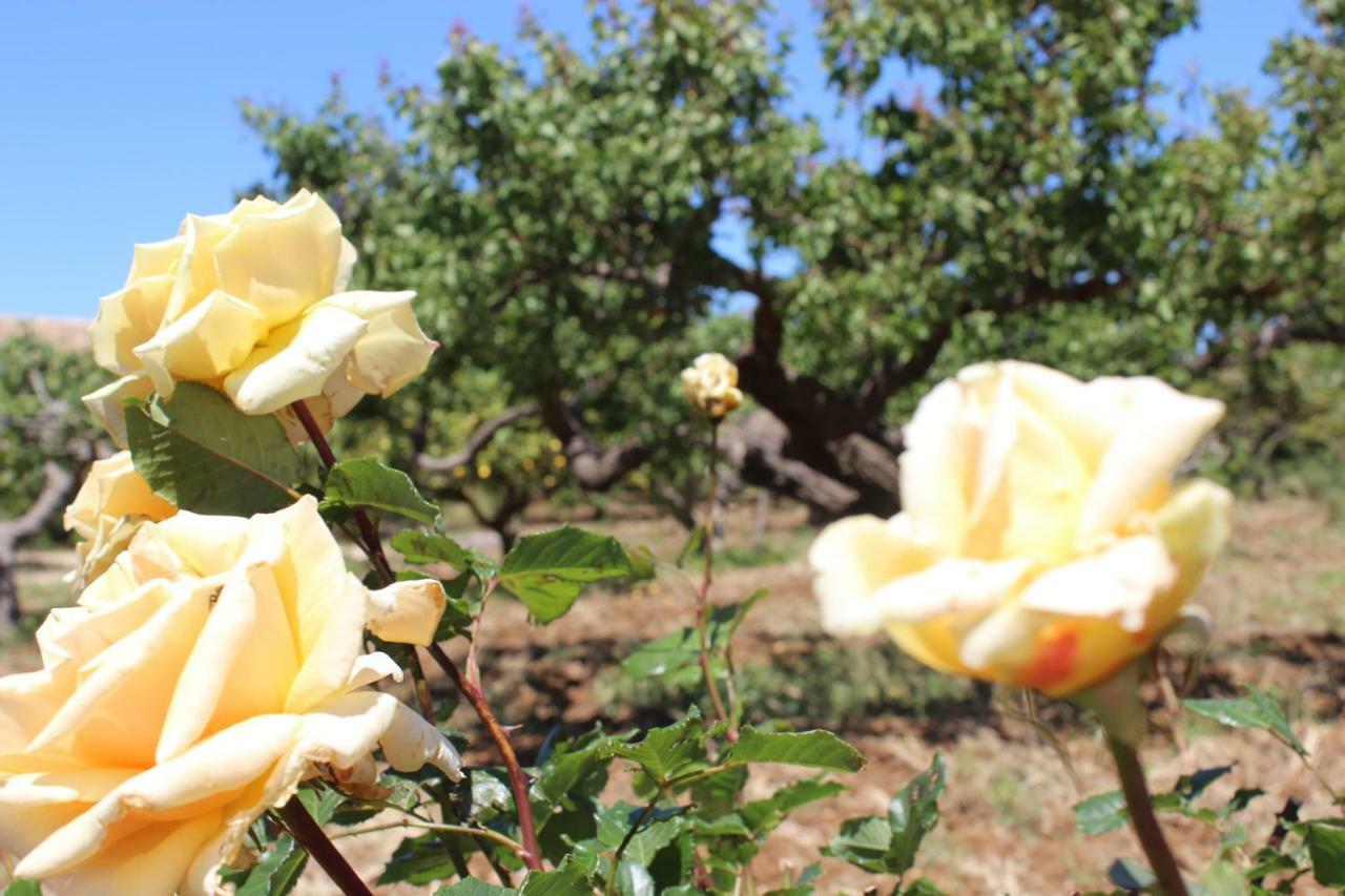 הוילה קאסטלמארה דל גולפו Rustici L'Antico Torchio מראה חיצוני תמונה